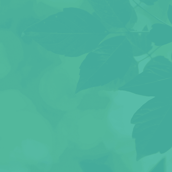 Como Cadastrar Licenças Ambientais