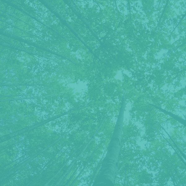 Como Cadastrar Um Processo Ambiental